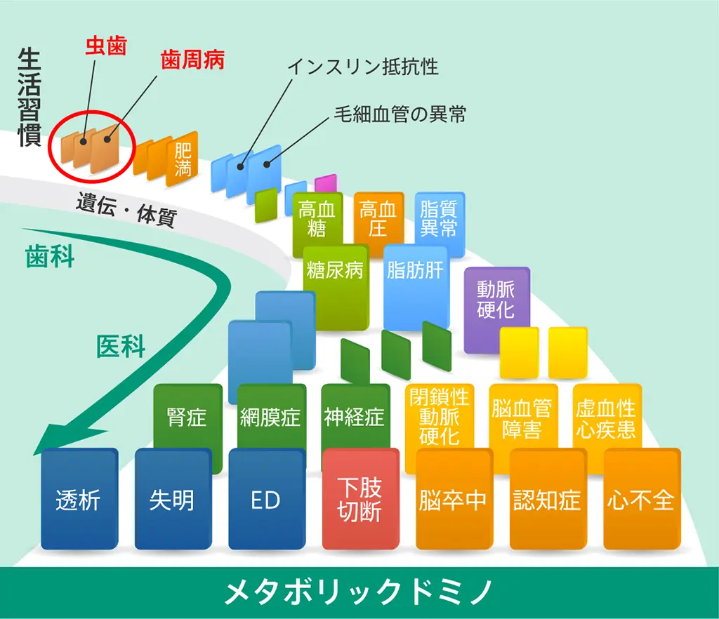 「メタボリックドミノ」という考え方